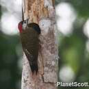 Image of Spot-breasted Woodpecker