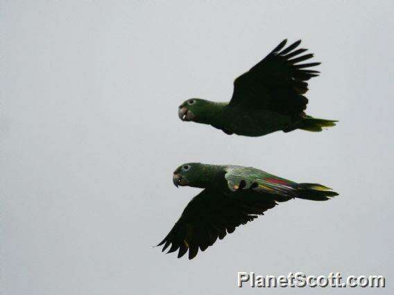 Image of Amazon parrots