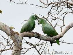 Image of Amazon parrots