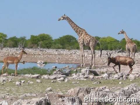 Image of Giraffes