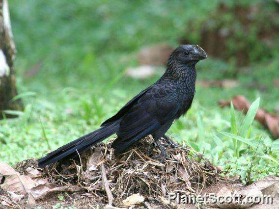 Imagem de Crotophaga Linnaeus 1758