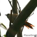 Image of Parker's Spinetail