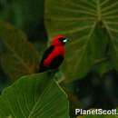 Image of Masked Crimson Tanager