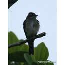 Image of Piratic Flycatcher