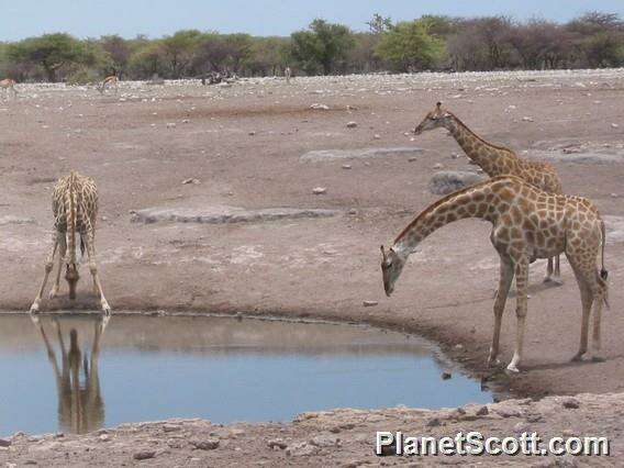 Image of Giraffes