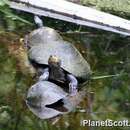 Image of Arrau River Turtle