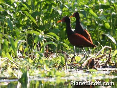 Image of Jacana Brisson 1760