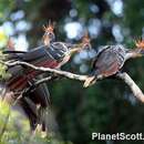 Image of Hoatzin