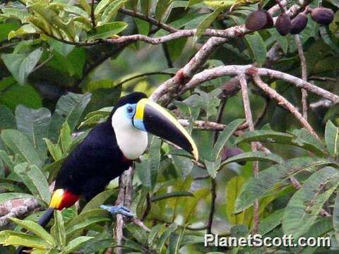 Слика од Ramphastos Linnaeus 1758