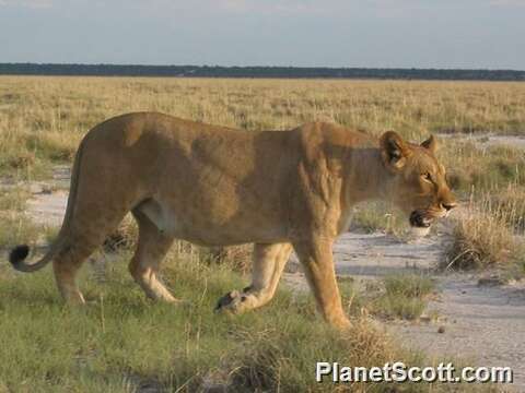 Image of big cats