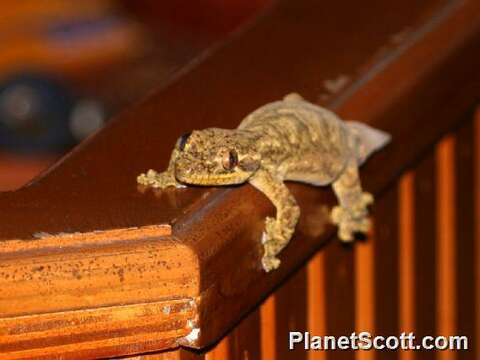 Image of Rotuman Forest Gecko