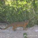 Image of Slender Mongoose