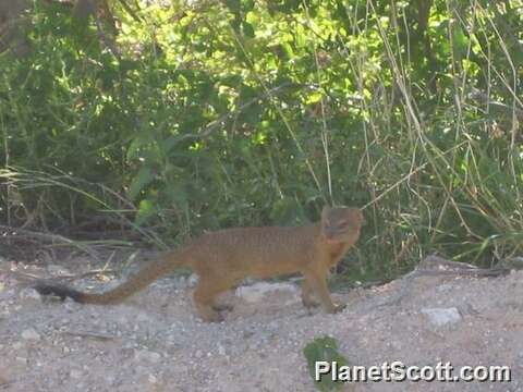 Image of Slender Mongooses