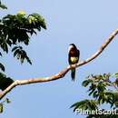 Image of Ivory-billed Aracari