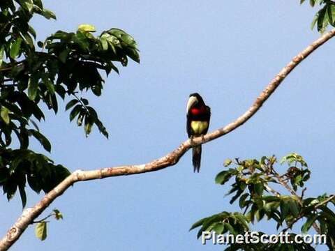 Image of Aracari