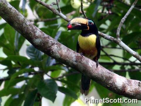 Image of Aracari