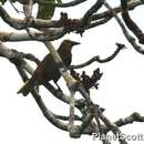 Image of Russet-backed Oropendola