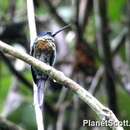 Image of Purplish Jacamar