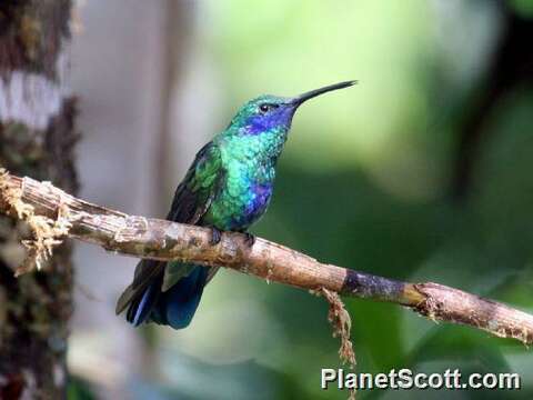 Image of violetear