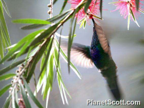 Image de Colibri von Spix 1824