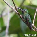 Image of Black-throated Brilliant