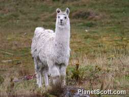 Image of Llamas and Guanacos