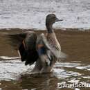 Image of Andean Teal