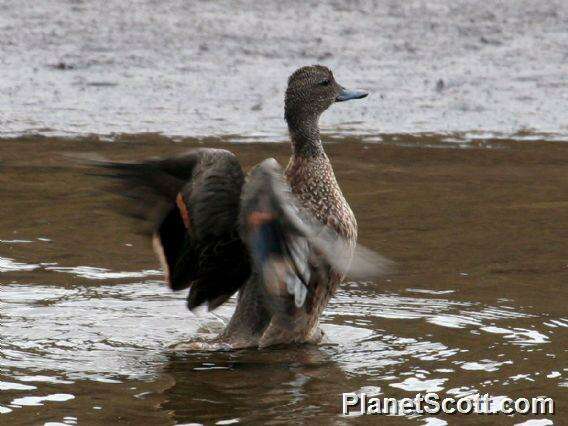 Image of Andean Teal