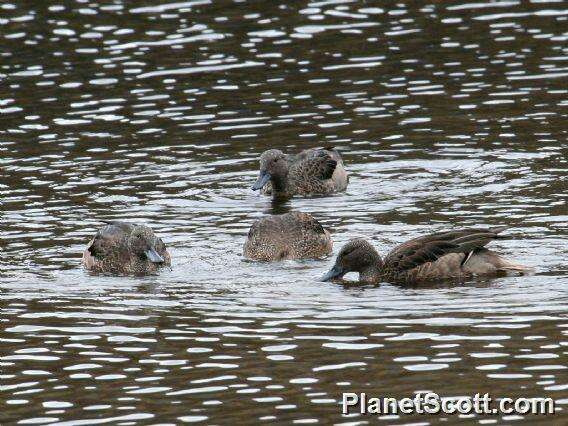 Image of Andean Teal