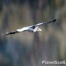 Image of Carunculated Caracara