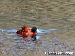 Image of Bluebills