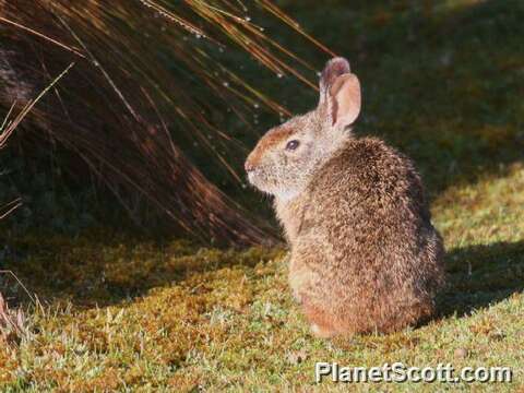 Image of Cottontail rabbit