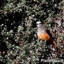 Image of Red-rumped Bush Tyrant