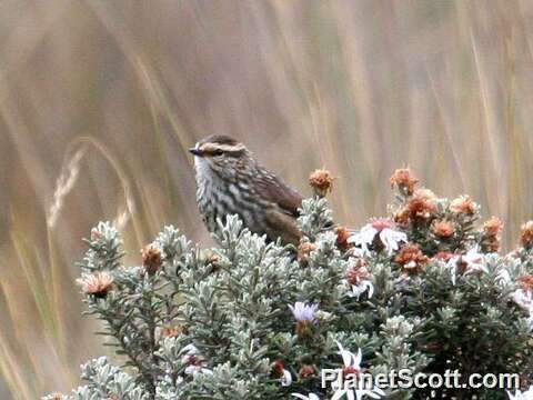 Image of Tit-spinetails