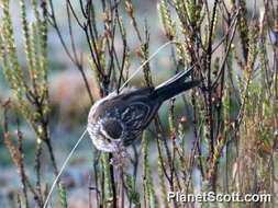 Image of Tit-spinetails