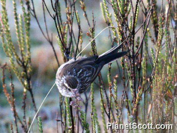 Image of Tit-spinetails