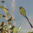 Sivun pikkulaahuskolibri kuva