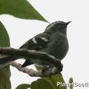 Image of Rufous-winged Tyrannulet