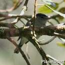 Image of White-banded Tyrannulet