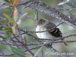 Image of Elaenia Sundevall 1836