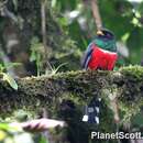 Image de Trogon masqué