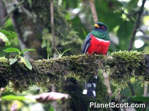 Image of Trogon Brisson 1760