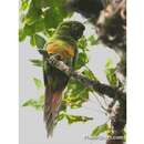 Image of Golden-plumed Conure
