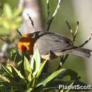 Image of Rufous-chested Tanager