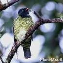 Image de Cotinga barré