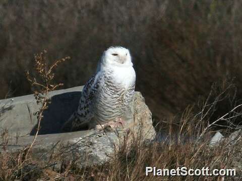 Image of Eagle-owls