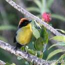 Image of Bolivian Brush Finch