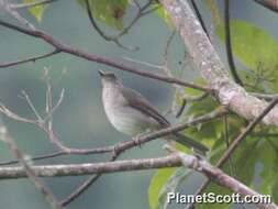 Image of Black-billed Thrush