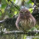 Image of Andean Pygmy Owl