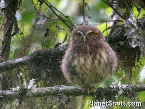 Image of Glaucidium Boie & F 1826